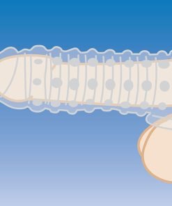 Illustration of a male anatomical structure with a focus on detail